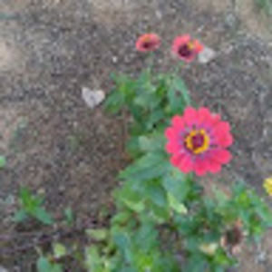 Meet your Posher, Jojo